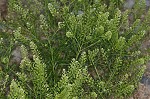 Virginia pepperweed