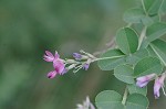 Bicolor lespedeza