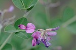 Bicolor lespedeza