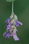 Bicolor lespedeza