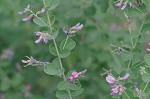 Bicolor lespedeza