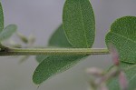 Bicolor lespedeza