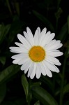 Portuguese daisy