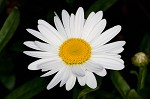 Portuguese daisy