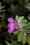 Texas barometer bush