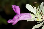 Texas barometer bush