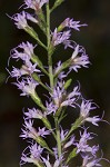 Slender blazing star