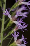 Slender blazing star