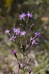 Slender blazing star