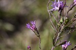 Slender blazing star