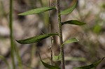 Slender blazing star