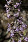 Slender blazing star