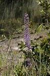 Slender blazing star