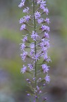 Slender blazing star