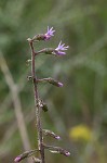 Slender blazing star