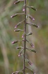 Slender blazing star