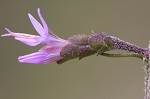 Slender blazing star