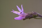 Slender blazing star