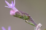 Slender blazing star