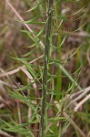 Slender blazing star