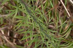 Slender blazing star