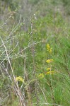 Slender blazing star