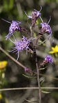 Shaggy blazing star