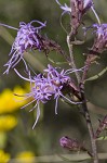 Shaggy blazing star