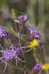 Shaggy blazing star