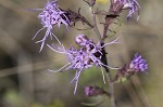 Shaggy blazing star