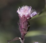 Shaggy blazing star