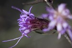 Shaggy blazing star