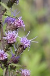 Shaggy blazing star