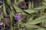 Shaggy blazing star