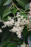 Japanese privet