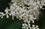 Japanese privet