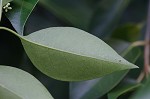 Japanese privet