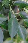 Japanese privet