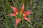 Pine lily