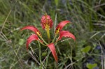 Pine lily