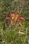 Pine lily