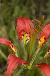 Pine lily