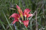 Pine lily