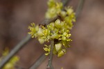 Northern spicebush <BR>Spicebush