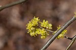 Northern spicebush <BR>Spicebush