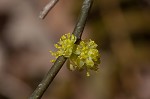 Northern spicebush <BR>Spicebush