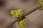 Northern spicebush <BR>Spicebush