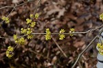 Northern spicebush <BR>Spicebush