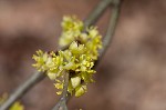 Northern spicebush <BR>Spicebush