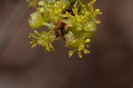 Northern spicebush <BR>Spicebush